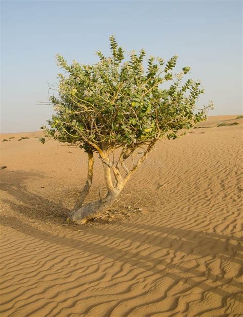 Tree Growing In Desert Stock Image Image Of Sand Horizon 54990471