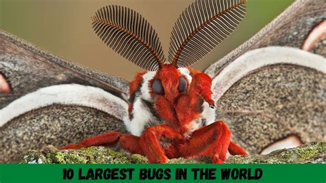 Top 10 Largest Bugs In The World That Actually Exists Youtube