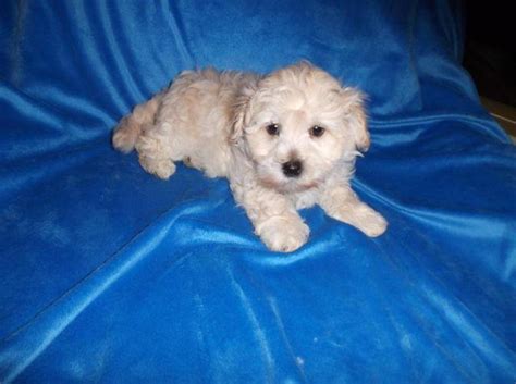 Are you looking for maltipoo puppies relatively near houston tx? Adorable Teacup Maltipoo Puppies for Sale in Delta, Ohio Classified | AmericanListed.com