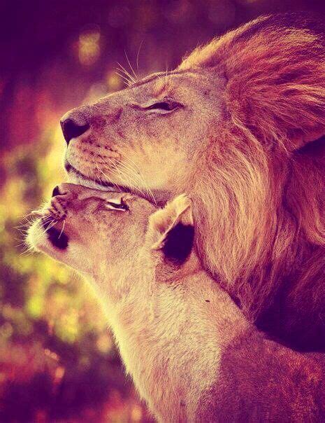 29 Best Lion Couple Images Lion Love Lion Lion And Lioness