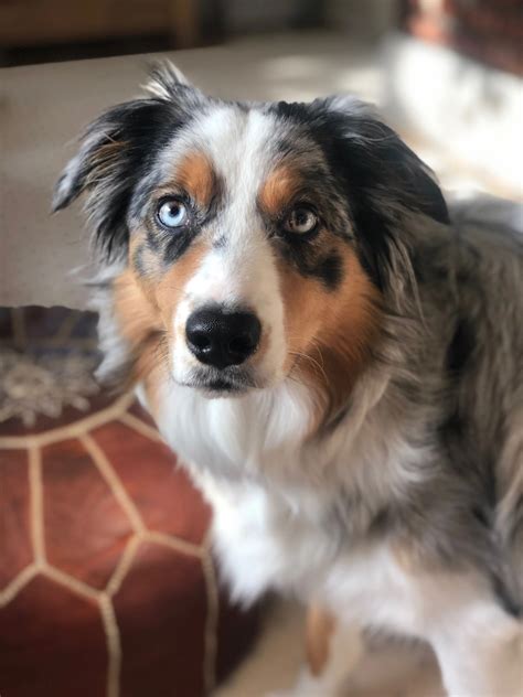 NJ Barkway Dog Walkers & Pet Sitting