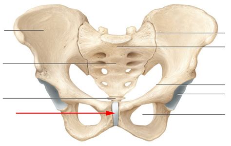 Skeletal Anatomy Of Pelvic Girdle Part I Flashcards By Proprofs