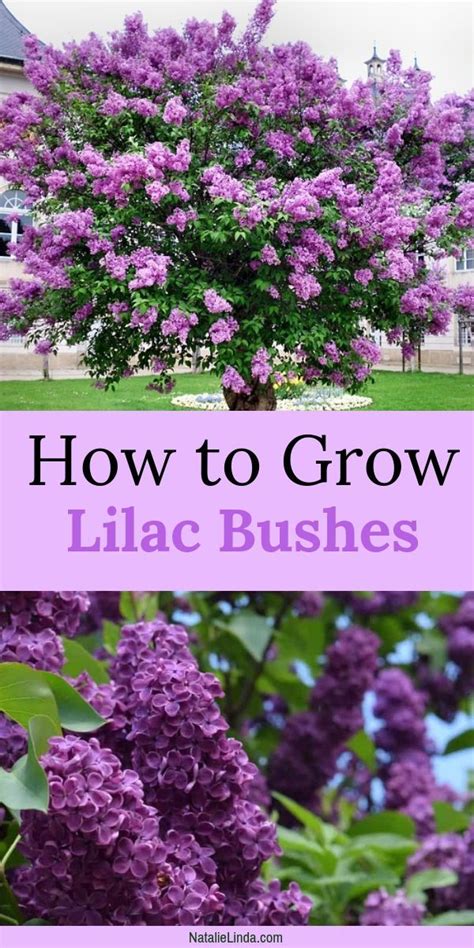 Lilac Bushes Are Fragrant Trees That Grow Large Clusters Of Gorgeous