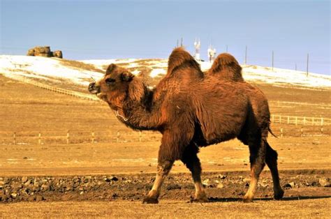 Different Types of Camels - Camel Species Examples With Photos (2022)