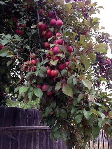 The 2020 apple tree guy season is in full swing and busier than ever. Cherry Plum Jam/Jelly? - Foodiddy