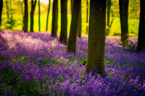 Beautiful Flowers In Forest Download Hd Wallpapers And Free Images