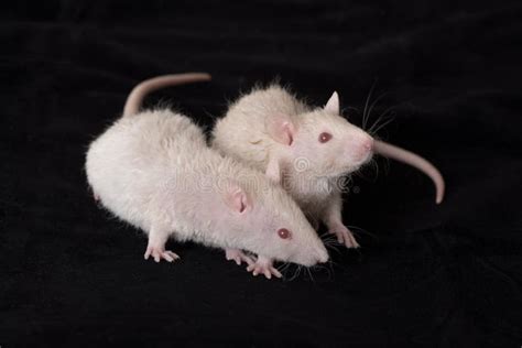 Two Young White Rats Stock Photo Image Of Dark Rodent 24147570