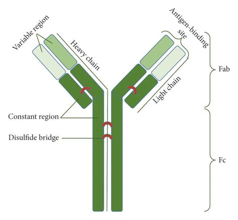 A A Schematic Representation Of The Antibody Structure B Various