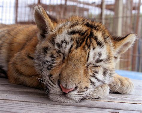 Best Tiger Cub Stock Photos Pictures And Royalty Free Images Istock