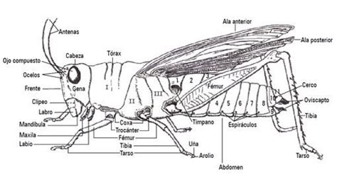 A Diagram Of The Parts Of A Grasshopper