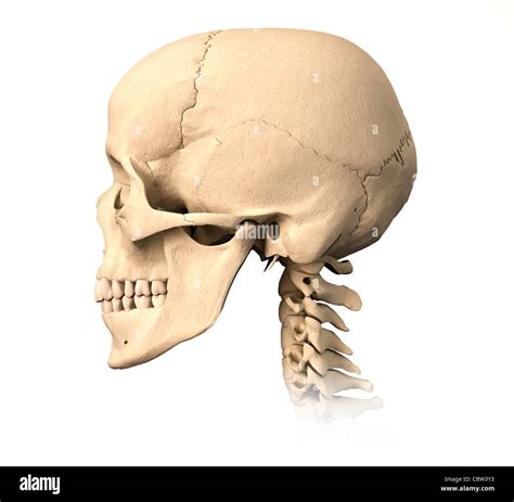 Very Detailed And Scientifically Correct Human Skull Side View On