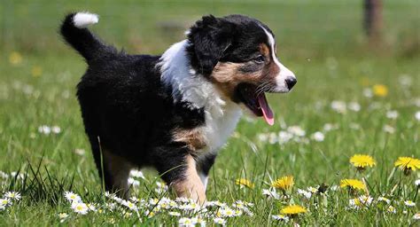 Mini Bernese Mountain Dog A Downsized Version Of The