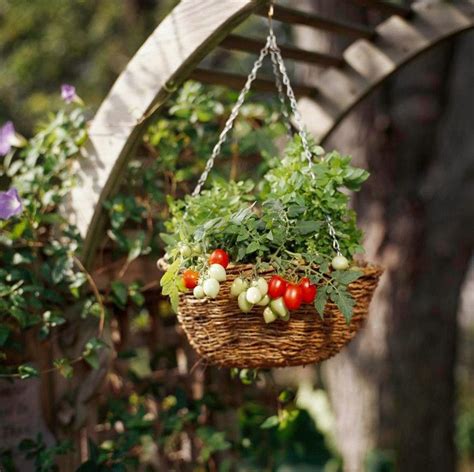 How To Grow Perfectly Ripe Tomato Plants In A Hanging Basket Tomato