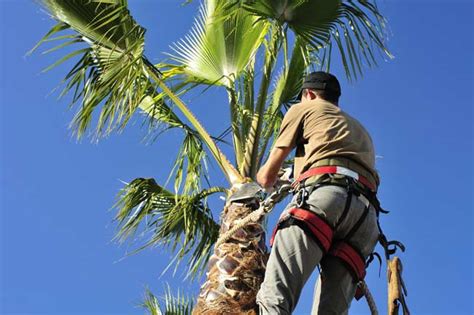 How To Trim A Palm Tree Uk Mark Mcclung