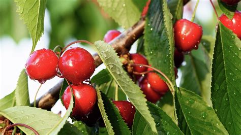 How To Plant And Grow A Cherry Tree - Bunnings Australia