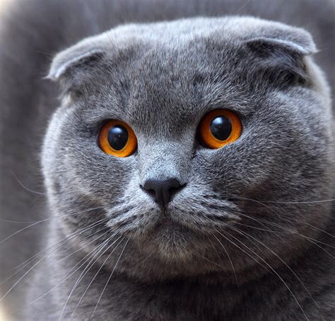 The Scottish Fold Cat Cat Breeds