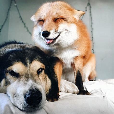 This Dog And Pet Fox Are The Most Adorable Friends