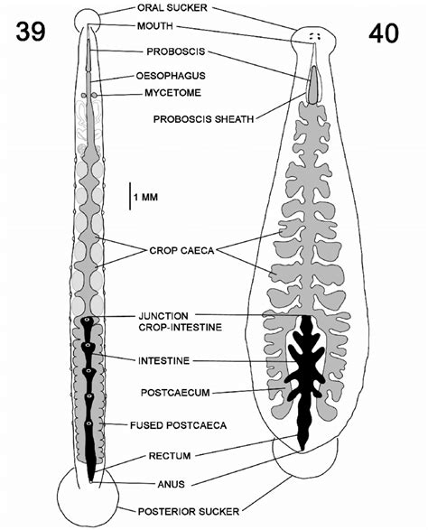 The Digestive System Of Rhynchobdellid Leeches 39 Calliobdella