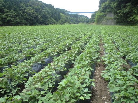 The Smelly Wonderful World Of Sweet Potato Shochu Ep 14 Japan