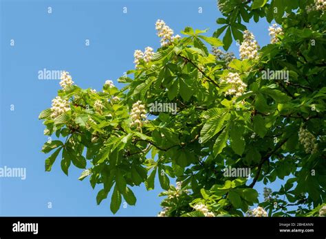 Flowering Horse Chestnut Tree Aesculus Hippocastanum In April Uk