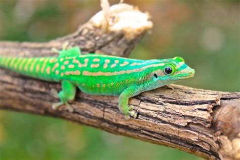 9 Types Of Geckos In Hawaii With Pictures Animal Hype