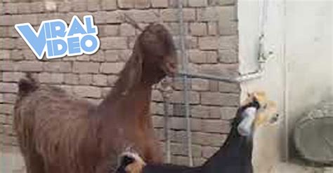 Viral Video Coolest Animals On The Farm