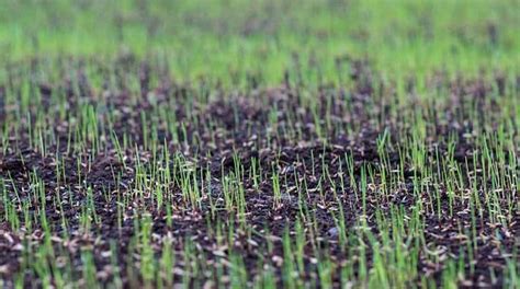 Once the area has been dug over, the rest of the procedure is straightforward and easy. How to Sow Grass Seed Create a New Lawn in 7 Simple Steps