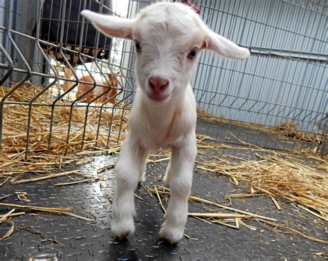 Facts You Need To Know Before Getting Pet Goats