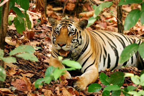 Mp Tourism Visit Madhya Pradesh Mp Destinations Wildlife Tour Of