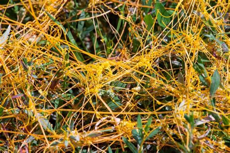 Dodder Genus Cuscuta Is The Parasite Wraps Stock Image Image Of