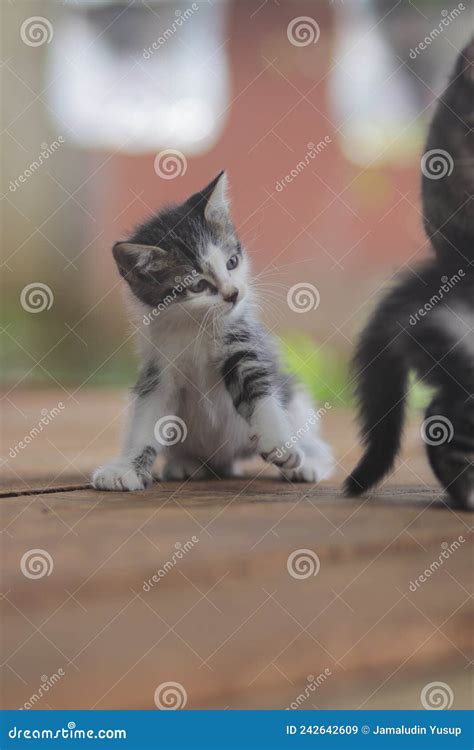 Lindo Gatito Jugando Con La Cola De Sus Hermanos Foto De Kitten Stock