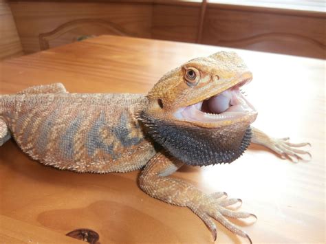 Red Flame Leatherback Bearded Dragon Bearded Dragon Pets Reptiles