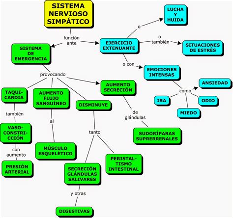 Arriba Foto Mapa Conceptual Del Sistema Nervioso Y Sus Funciones