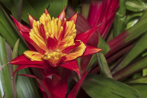 Red Bromeliad Tropical Plant Colorful Flower Blooming In Spring Season