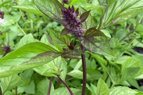 Thaise Basilicum Coopsaam Buurtwinkel Essen