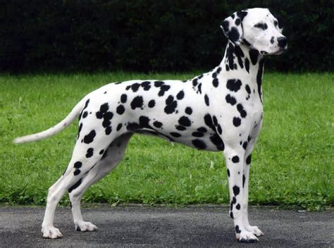 dalmatian big dogs big dog breeds types  big dogs pictures  big dogs dog
