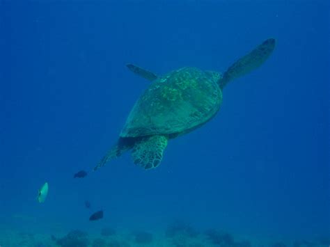 4195 Honu Hawaiian Green Sea Turtle ハワイアオウミガメ A Photo On Flickriver