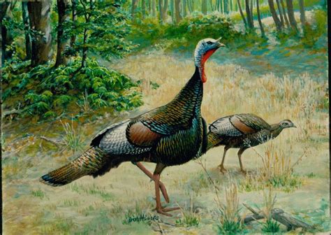 Artist Robert Hines Depiction Of Wild Turkeys Hines Original Art Is