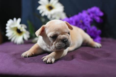Mister gold nugget n miss mamba litter amazing english bulldog puppies $3500 firm price contact us for more information 8327555886 location sealy tx. French Bulldog Puppies For Sale | Copperas Cove, TX #311483