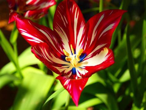 There are many colors and types available in season. exotic flower photos free | Exotic Flower, Cambridge, UK ...