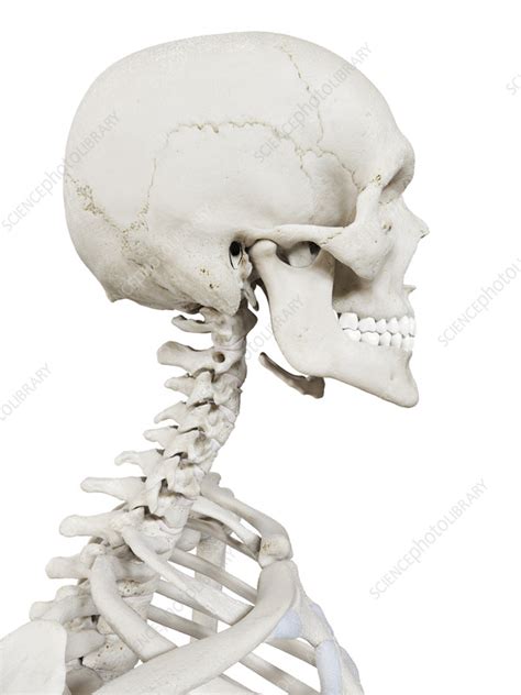Cervical Spine Illustration Stock Image C0553136 Science Photo