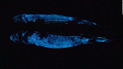 Glow In The Dark Shark Captured On Film For The First Time Cnn