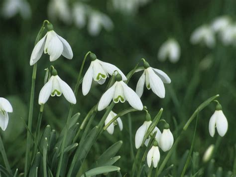 How To Grow And Care For Snowdrops World Of Flowering Plants