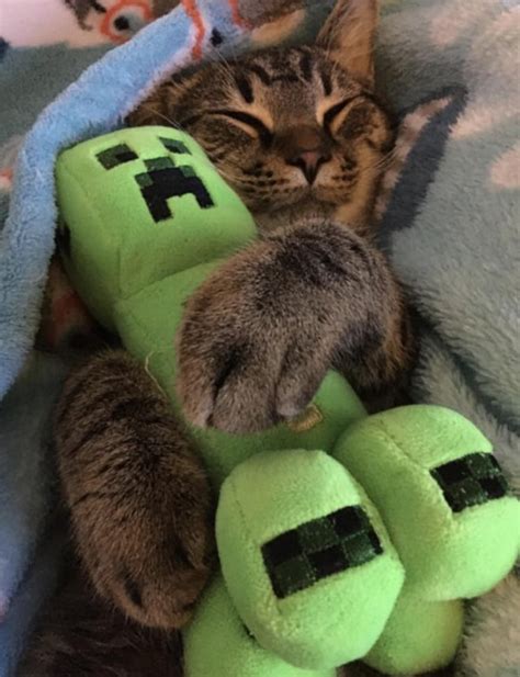 Cats Like Minecraft Too Aww