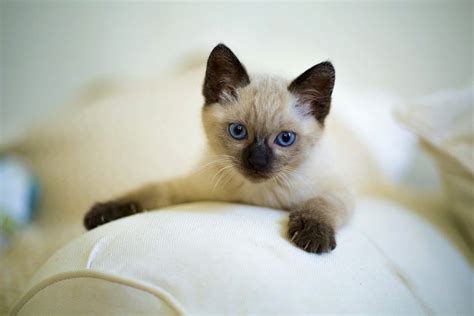 Top 10 Most Affectionate Cat Breeds List Of The Sweetest Cats
