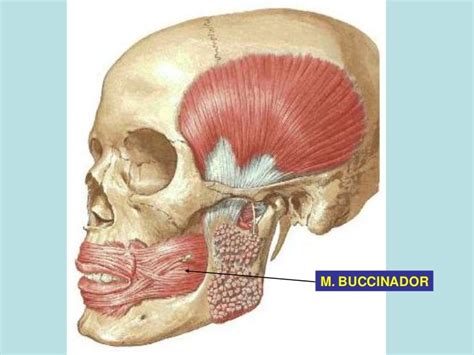 Unidad 2 Músculos Del Cráneo Y De La Cara Anatomía Del Sistema