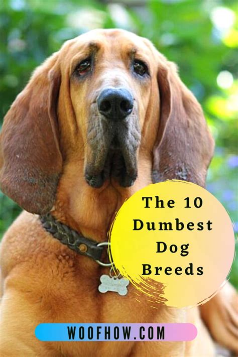 The 10 Dumbest Dog Breeds In 2021 Dog Breeds Dumb Dogs Dogs