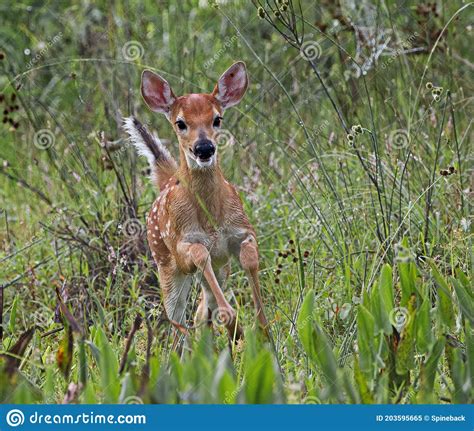 Baby White Tailed Deer Fawn Running Through A Meadow And Looking At The