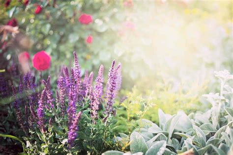 Many flowers produce very little pollen, or the pollen they do produce is too heavy to become airborne. The Best Companion Plants for Roses