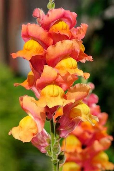 If the plant becomes leggy (long stems and few leaves) prune back further along the stem. How to Prune Snapdragons | Hunker